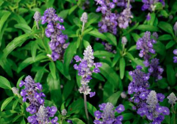 product-431-302 product-431-302