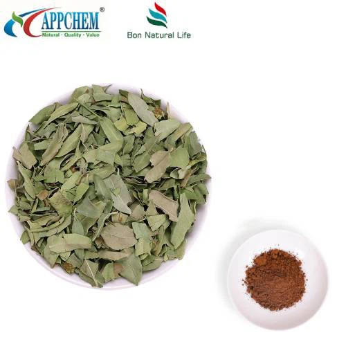 Apocynum Venetum Pulver