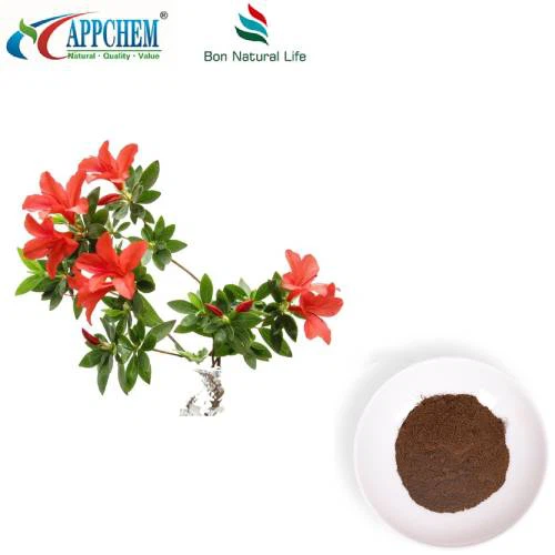 Dahurischer Rhodoendron-Blattextrakt