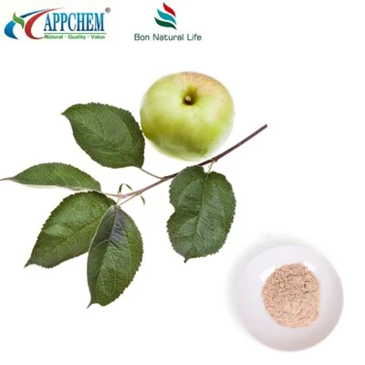 Apfelextrakt-Phloretin-Großlieferung