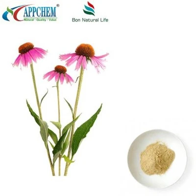 Echinacea Purpurea-Extrakt-Pulver